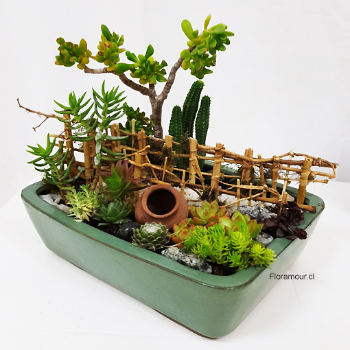Variedad de Cactus y Suculentas. Disponible solo en Santiago de Chile.